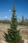 directory_images/Pflanzen im Spreewald/8 Nadelbaeume/Fichten/Fichte-Serbische-1c_Picea-omorika.jpg